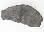 Planohybodus grossiconus cartilage Fossile du jurassique Boulonnais